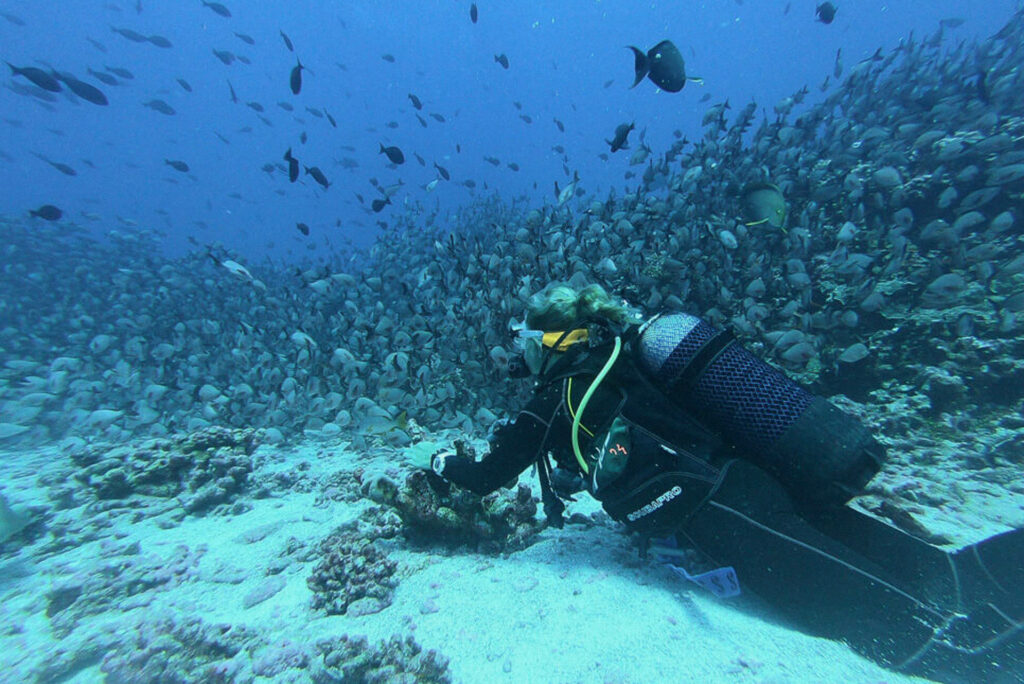 Scuba Diving Image