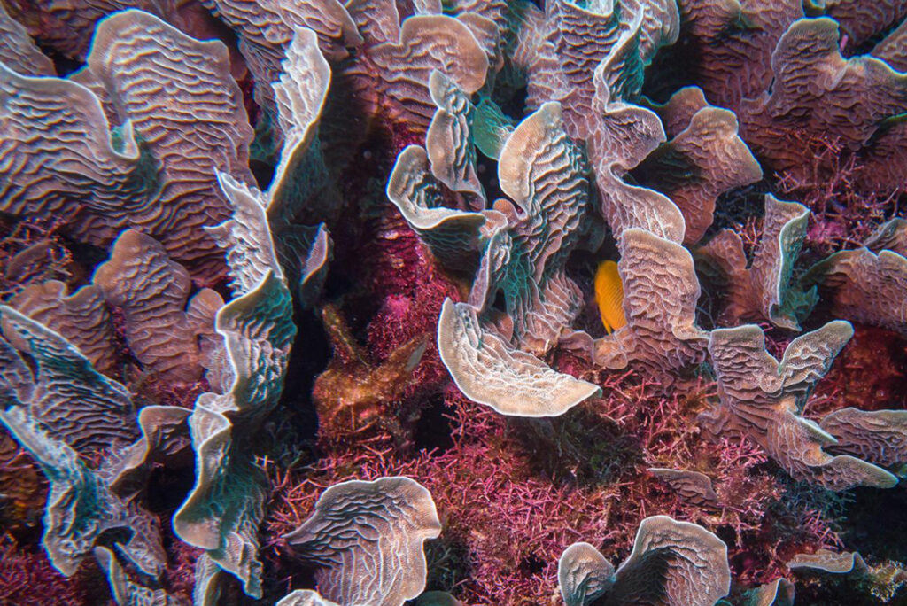Scuba Diving Image