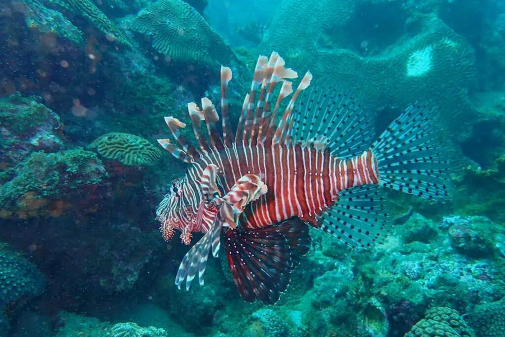 Scuba Diving Image